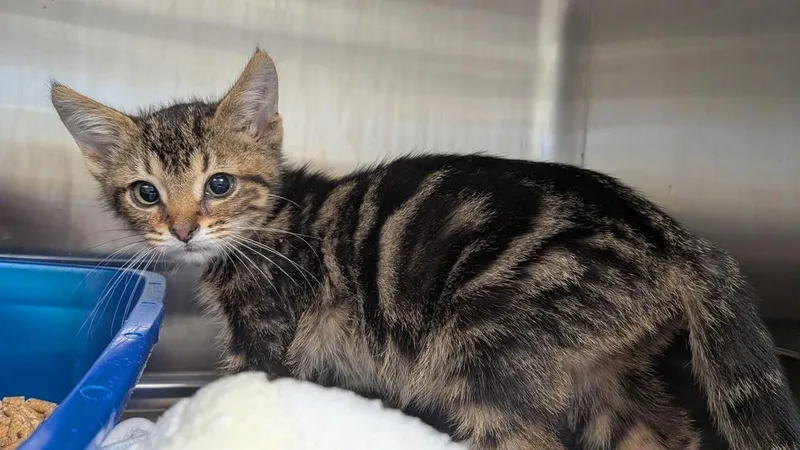 A baby small-sized male Tabby (Brown / Chocolate) Domestic Short Hair cat named Reno for adoption in Evansville, IN