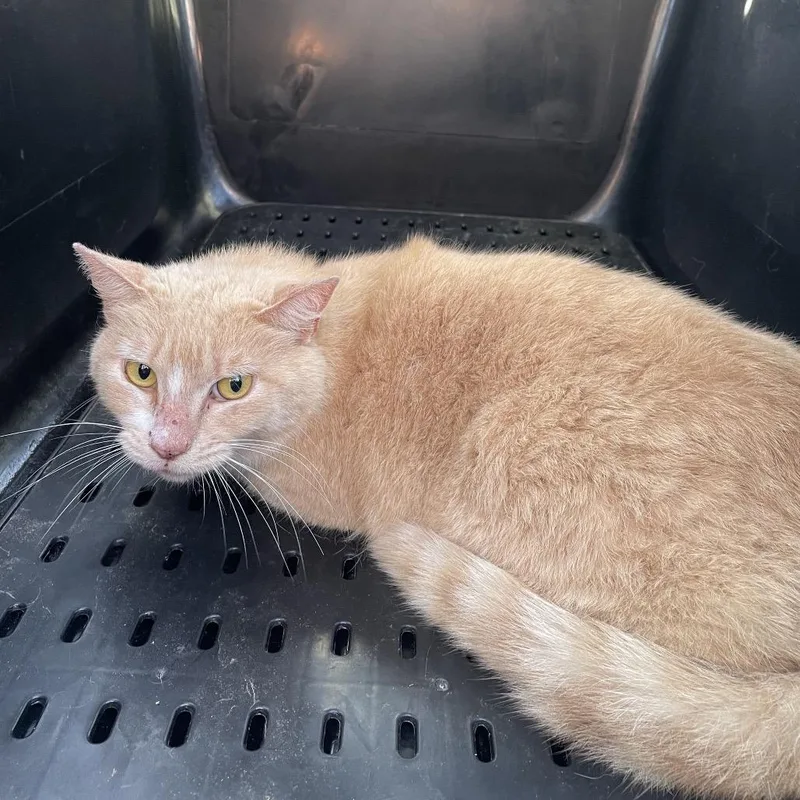 An adult small-sized female Orange / Red Domestic Short Hair cat named Peaches for adoption in Lake Jackson, TX
