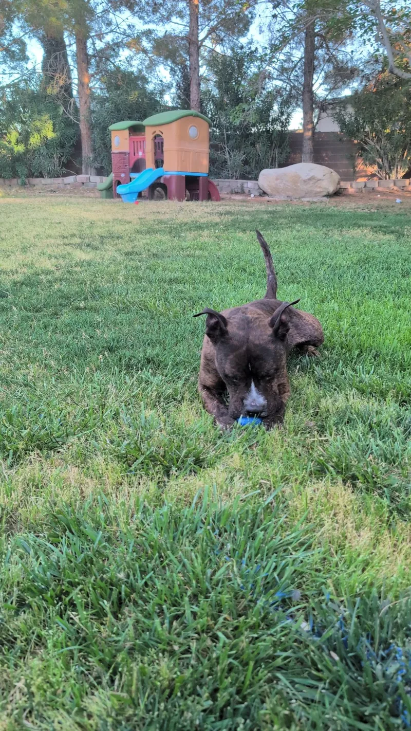 A senior medium-sized male Brindle Pit Bull Terrier dog named Theo for adoption in Las Vegas, NV