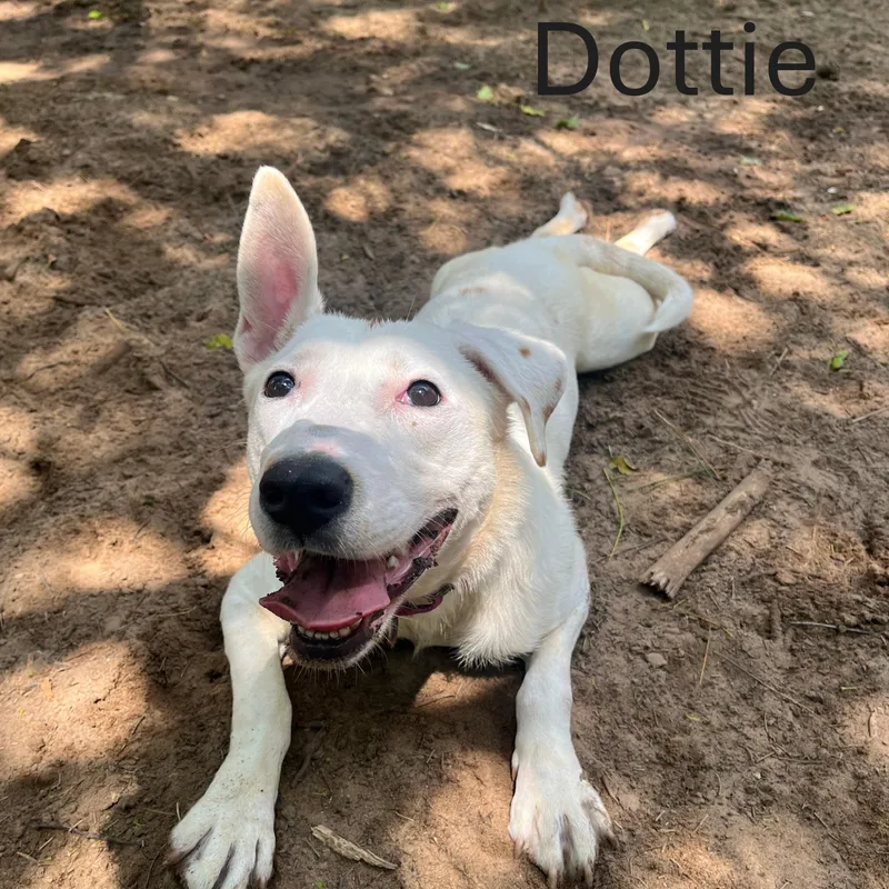 Dottie
