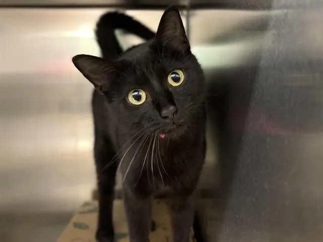 A young medium-sized female Domestic Medium Hair cat named Diana for adoption in Saint Louis, MO