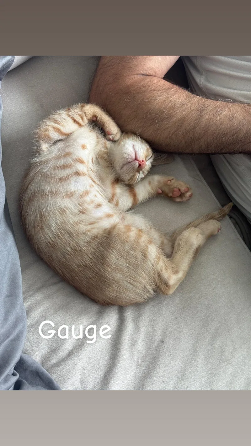 Sizzle & Gauge thumbnail 2