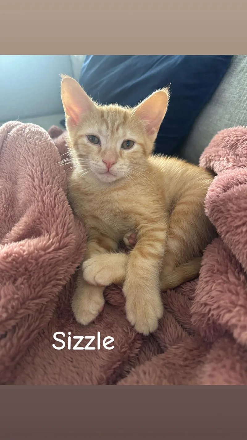 Sizzle & Gauge thumbnail 3
