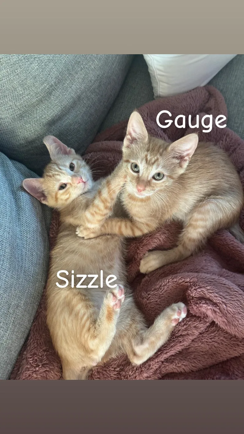 Sizzle & Gauge thumbnail 4