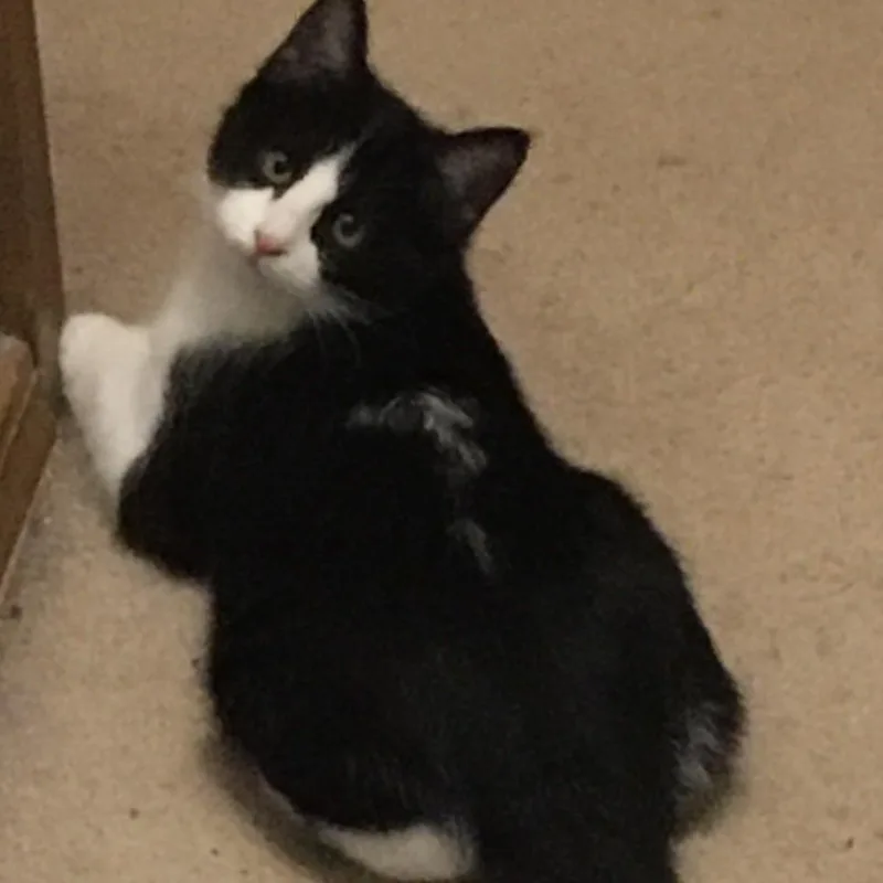 Boogie Shoes thumbnail 2