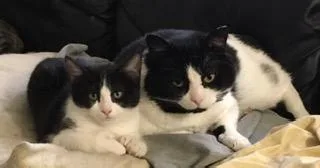 Boogie Shoes thumbnail 3