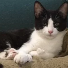 Boogie Shoes thumbnail 4