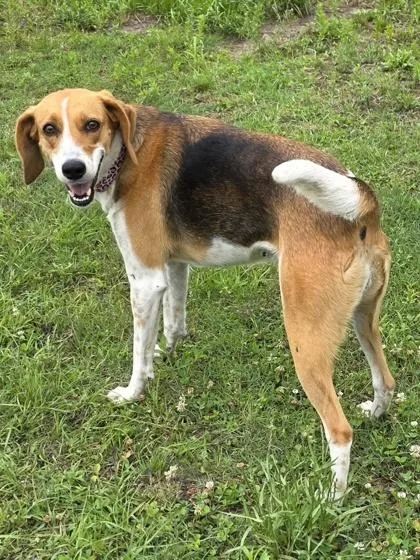 An adult medium-sized female Hound dog named Reece for adoption in Conway, SC