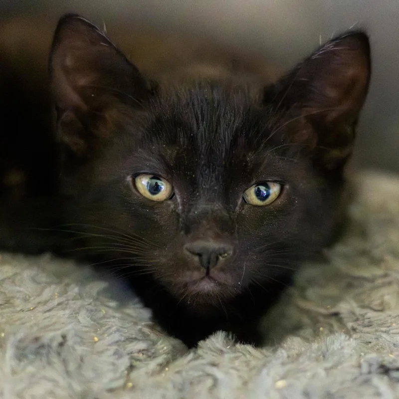 A baby small-sized female Black Domestic Short Hair cat named Queen for adoption in Wilmington, DE