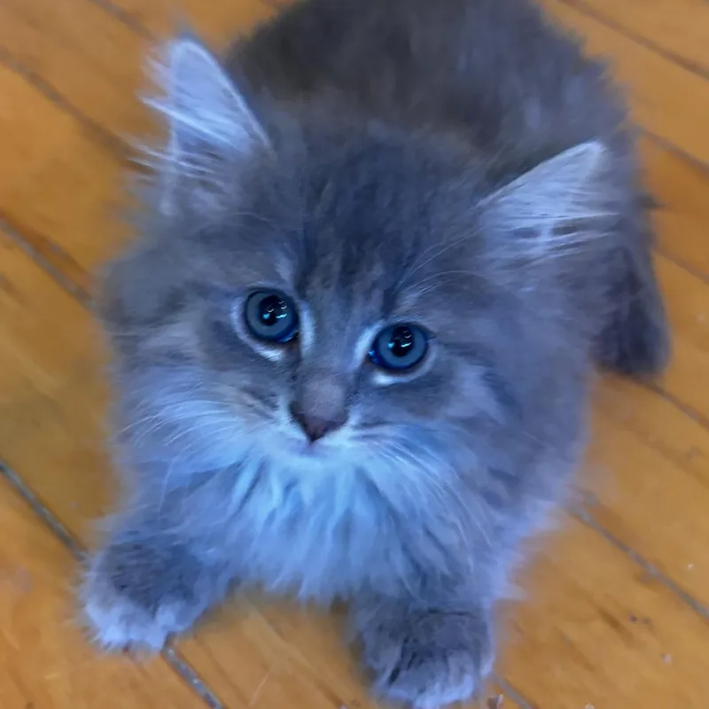 A baby medium-sized female Gray / Blue / Silver Domestic Medium Hair cat named Nala for adoption in Shelby Township, MI