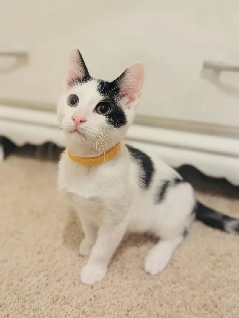 A baby medium-sized male Black & White / Tuxedo Domestic Short Hair cat named Julius E. for adoption in Frisco, TX