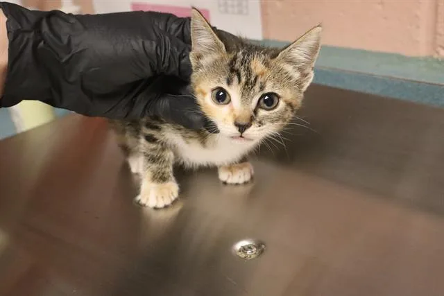 A baby small-sized female Domestic Short Hair cat named Clover for adoption in Columbia, SC
