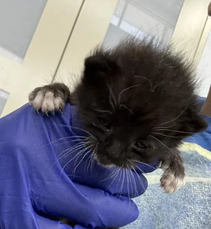 A baby medium-sized female Domestic Short Hair cat named Hazel for adoption in Dallas, TX