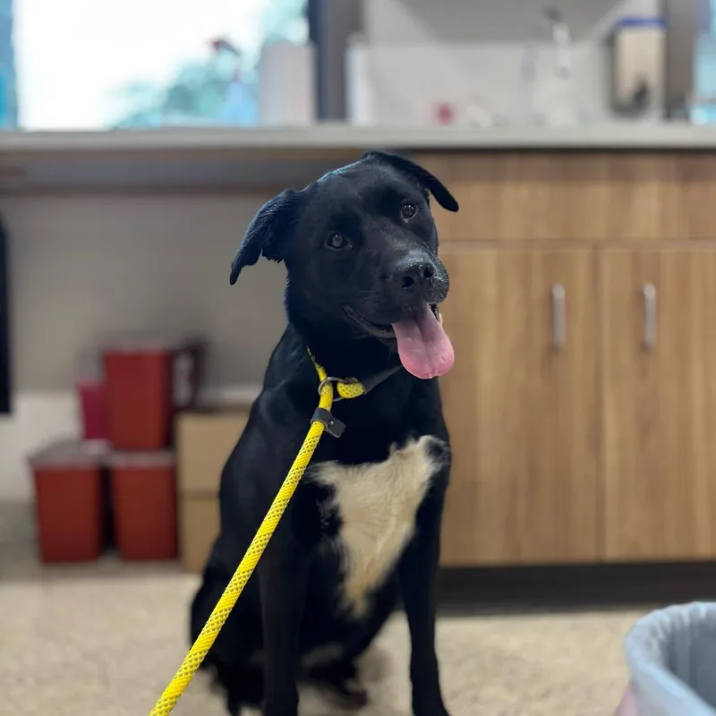 An adult medium-sized female Black Mixed Breed dog named Jolene for adoption in Nashville, IN
