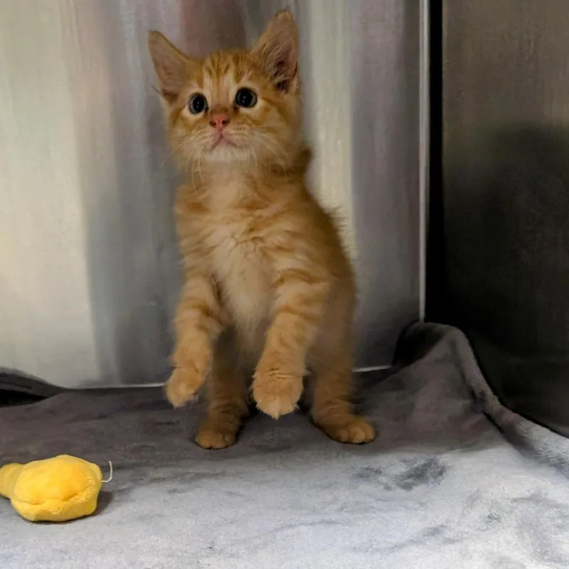 A baby small-sized male Orange / Red Domestic Medium Hair cat named Peanut for adoption in Bryan, TX