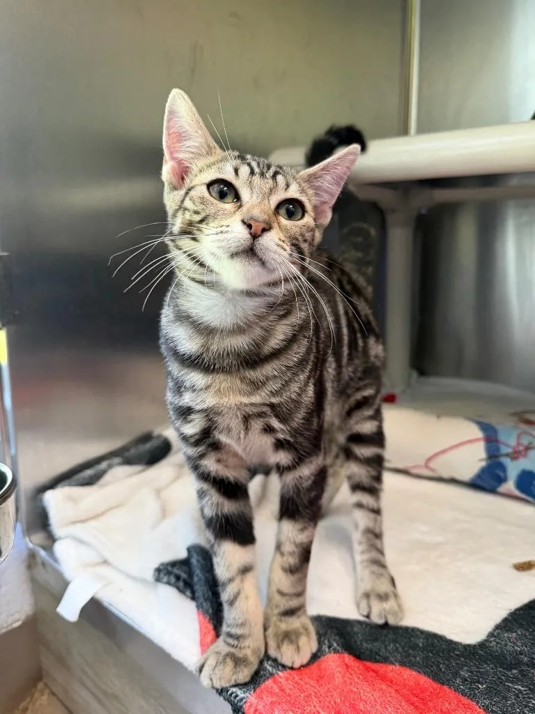 A baby medium-sized female Domestic Short Hair cat named Mambo No. for adoption in Pomona, NY