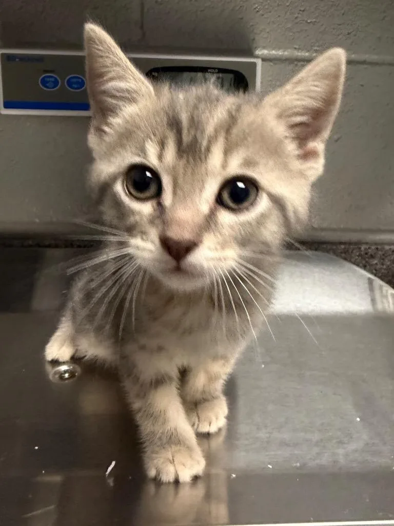 A baby small-sized female Domestic Short Hair cat named Fallon for adoption in Henderson, NC