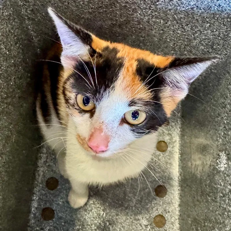 A young small-sized female Calico Domestic Short Hair cat named Willow for adoption in Birmingham, AL