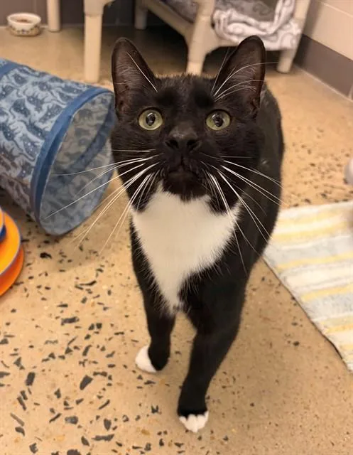 An adult medium-sized male Domestic Short Hair cat named Spider for adoption in Leesburg, VA