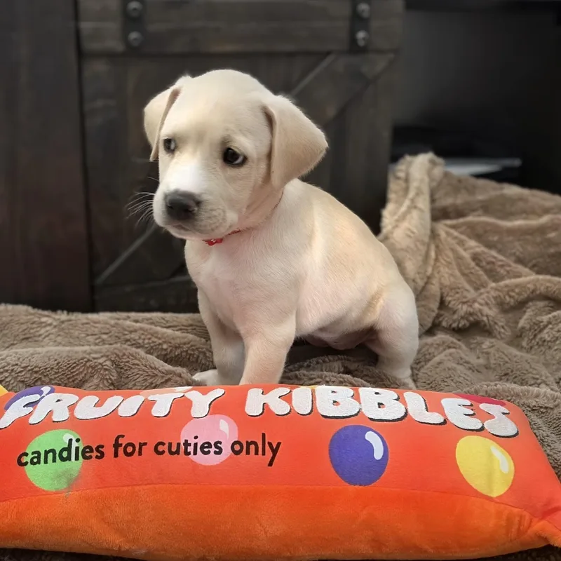 A baby medium-sized female Labrador Retriever dog named Kyra for adoption in Cleveland, TX
