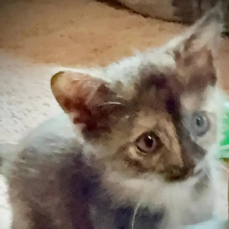 A young small-sized female Calico cat named Rory for adoption in Fort Payne, AL