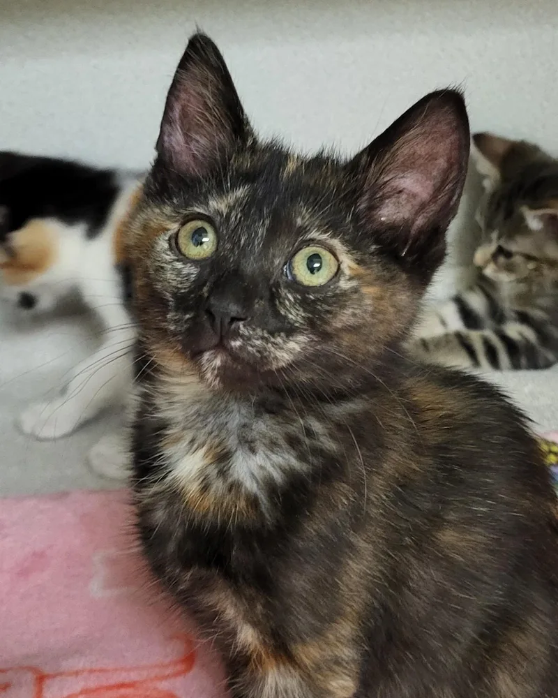 A baby medium-sized female Tortoiseshell Domestic Short Hair cat named Gilly for adoption in Grayslake, IL