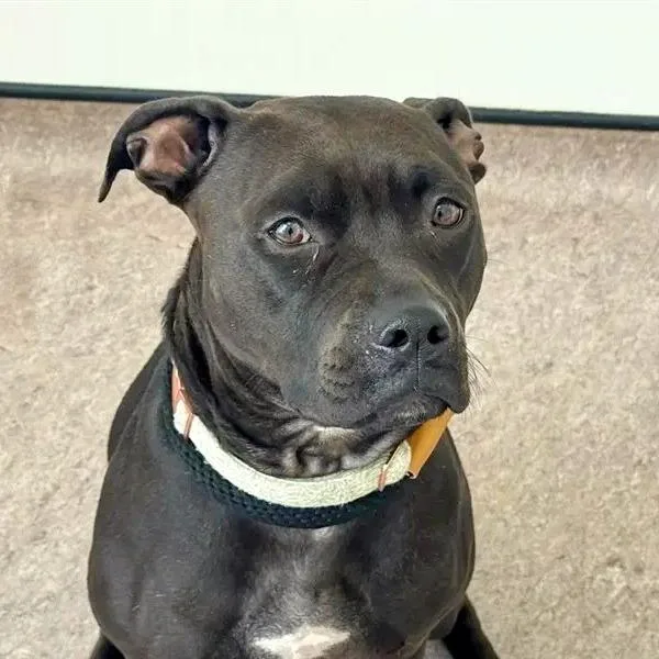 An adult medium-sized female Pit Bull Terrier dog named Millie for adoption in Saint Louis, MO