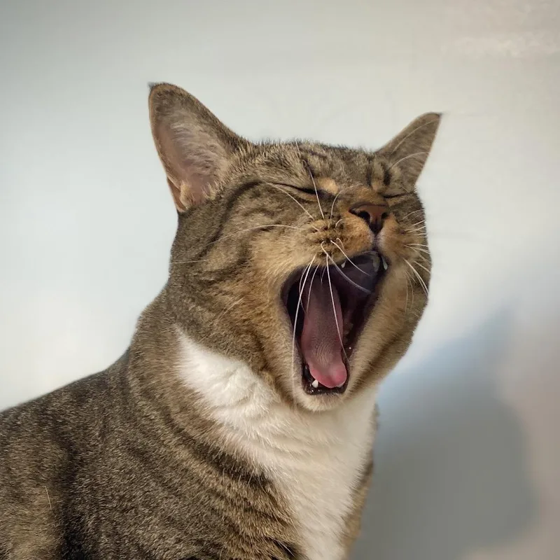 An adult extra large-sized male Brown / Chocolate Domestic Short Hair cat named Tigger for adoption in Springfield, OR