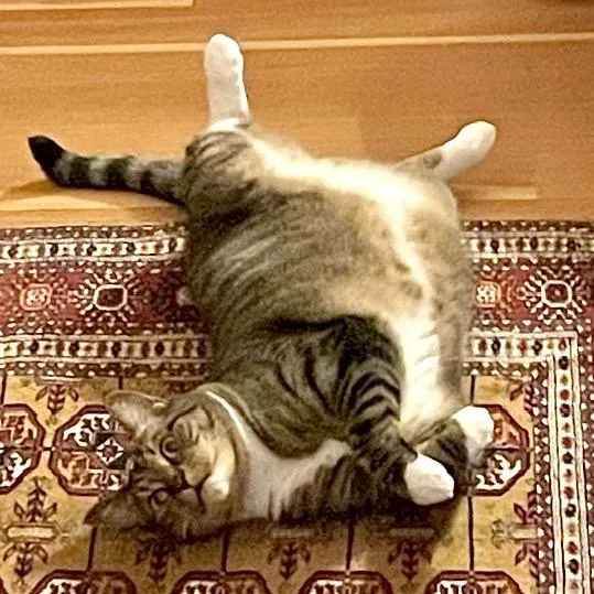 Tigger thumbnail 4