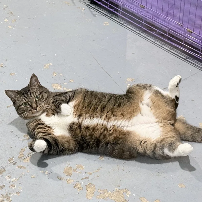 Tigger thumbnail 5