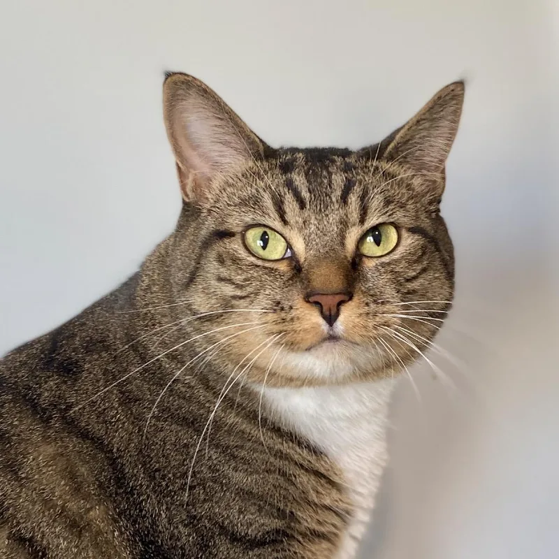 Tigger thumbnail 6