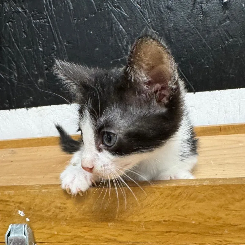 Sprout Jg thumbnail 2