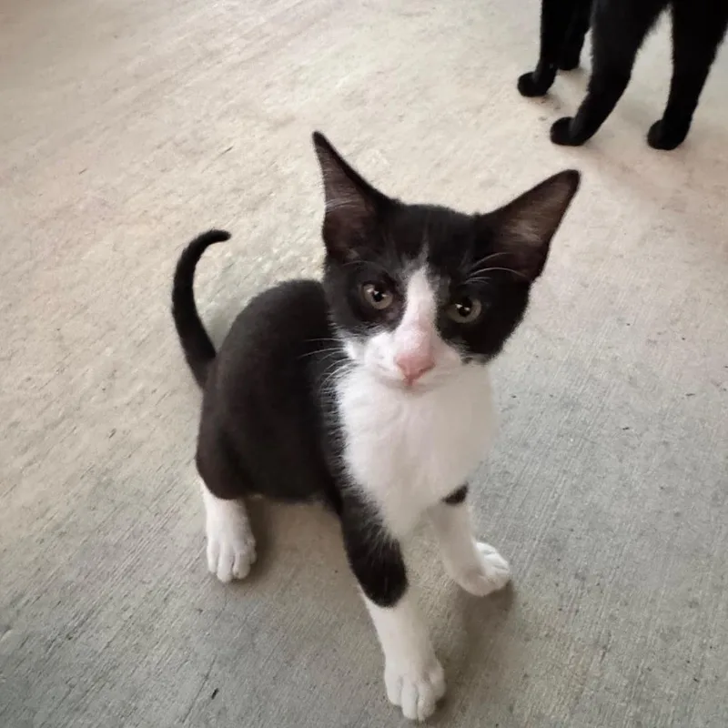 Sprout Jg thumbnail 3