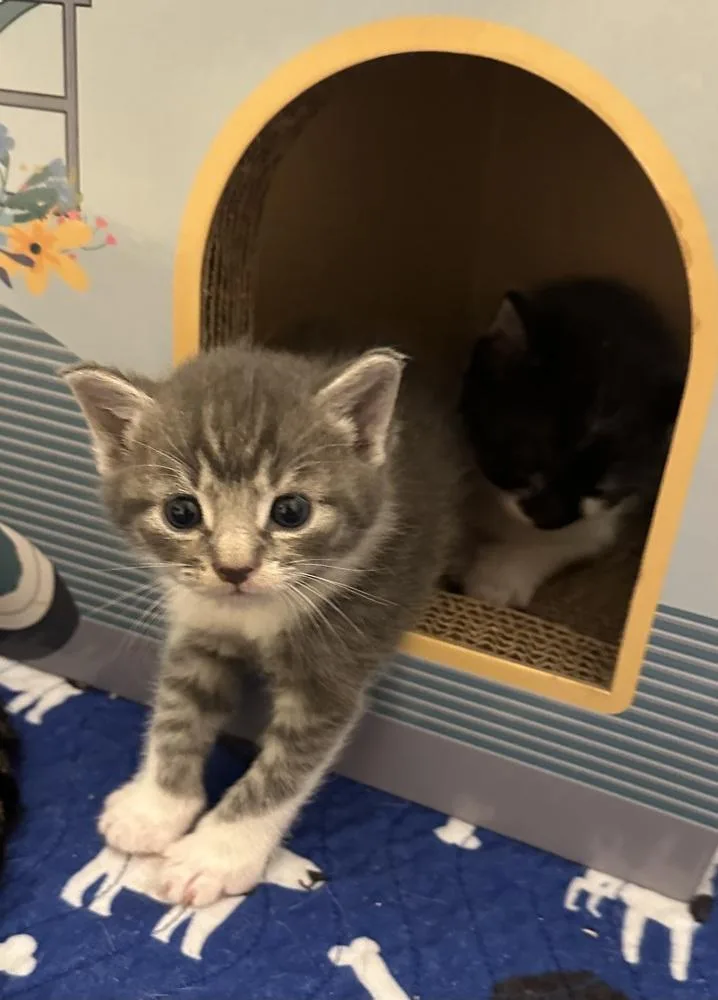 A baby medium-sized male Gray & White Domestic Short Hair cat named Ginchi for adoption in Emerald Isle, NC