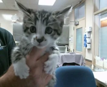 A baby small-sized male Domestic Short Hair cat named Kona for adoption in Sacramento, CA