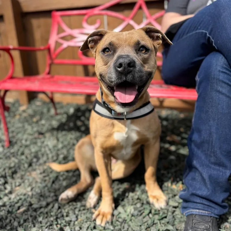 Seashell thumbnail 2