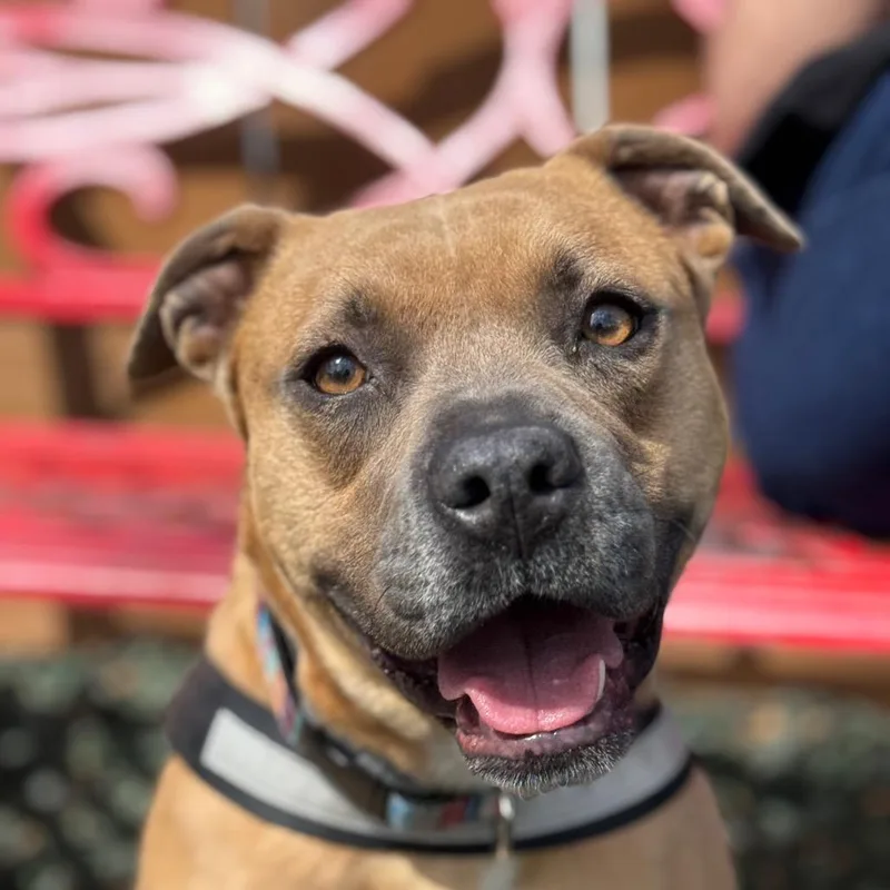 Seashell thumbnail 3