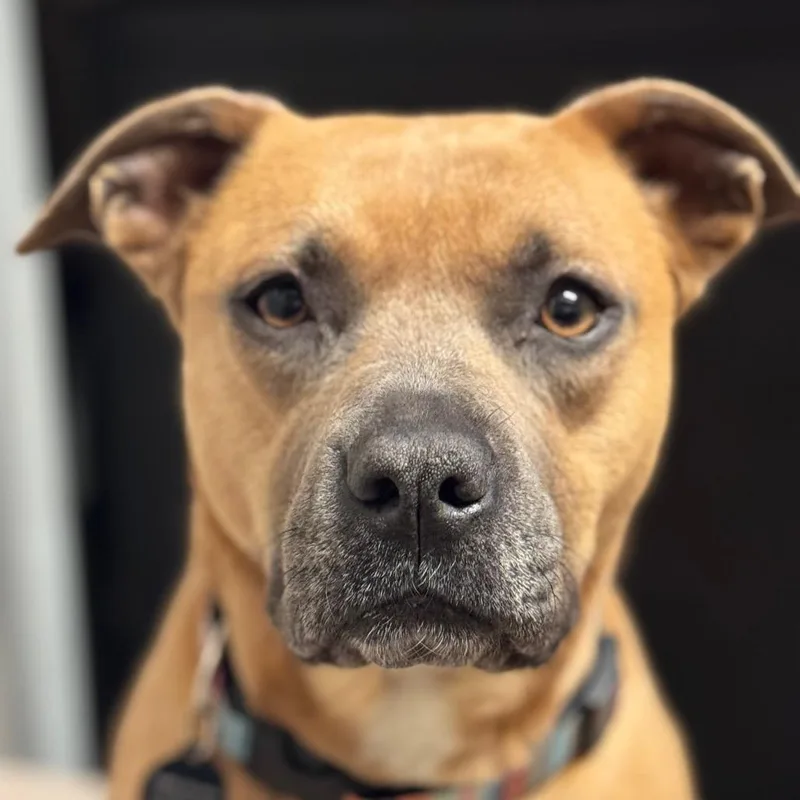 Seashell thumbnail 4