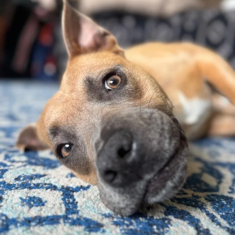 Seashell thumbnail 5