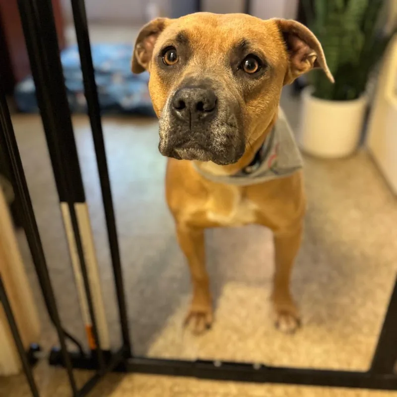 Seashell thumbnail 6