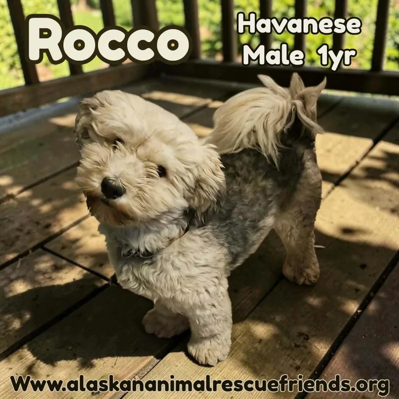 An adult medium-sized male Havanese dog named Rocco for adoption in Anchorage, AK
