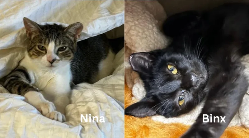 A baby medium-sized male Domestic Short Hair cat named Binx And Nina  for adoption in Los Altos Hills, CA