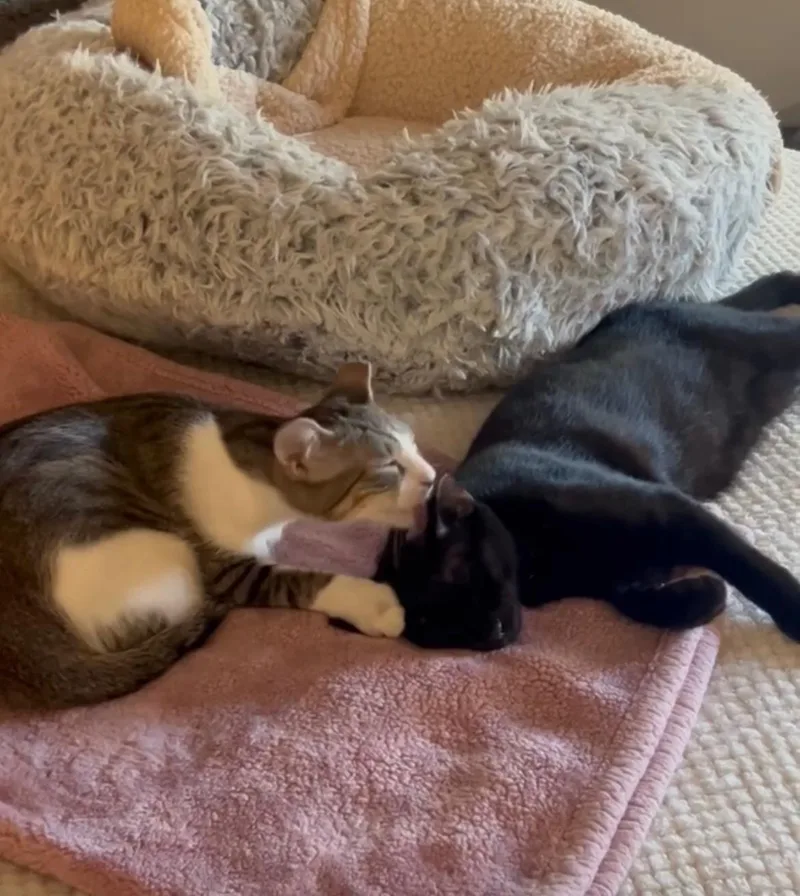 Binx And Nina  thumbnail 3