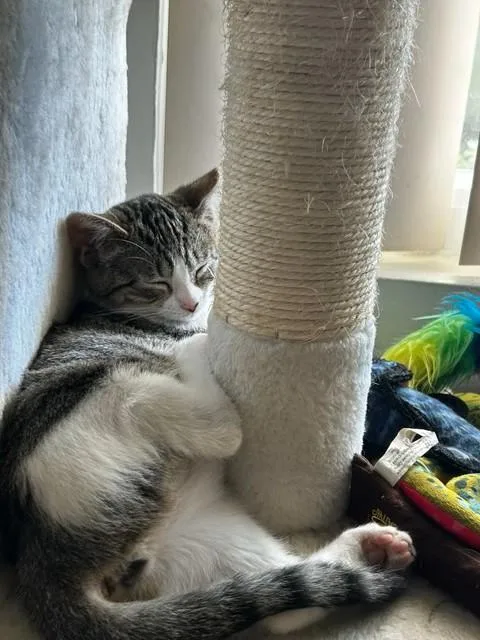 Binx And Nina  thumbnail 4