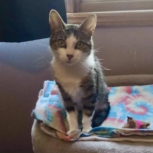 A young medium-sized female Tabby (Buff / Tan / Fawn) Domestic Short Hair cat named Tulip for adoption in Beacon, NY
