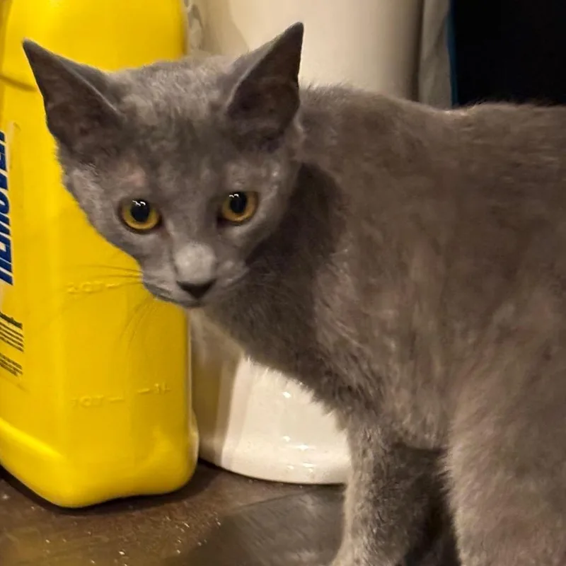 A young medium-sized female Gray / Blue / Silver Domestic Short Hair cat named Cloud for adoption in La Grange, KY