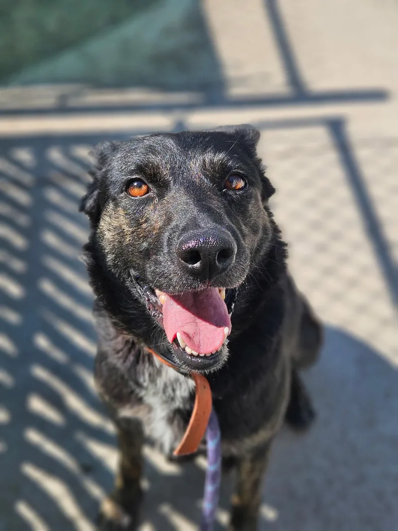 An adult medium-sized female German Shepherd Dog dog named Molly for adoption in Monte Vista, CO
