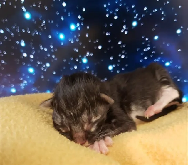 A baby small-sized female Domestic Short Hair cat named White Socks for adoption in Tucson, AZ