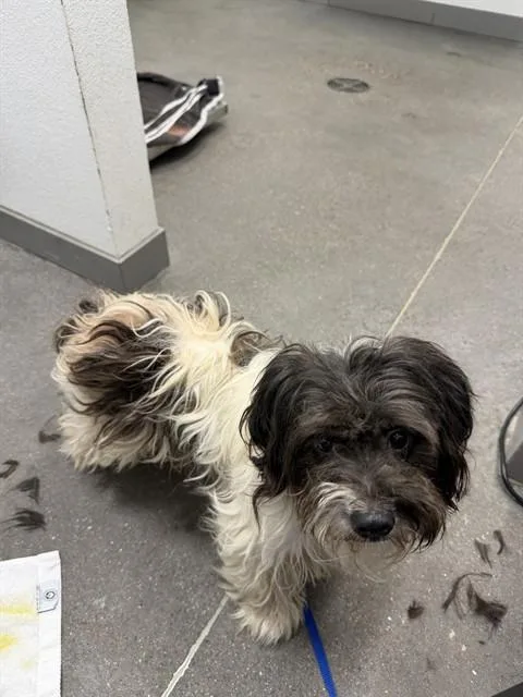 An adult small-sized male Lhasa Apso dog named Gingham for adoption in Mesa, AZ