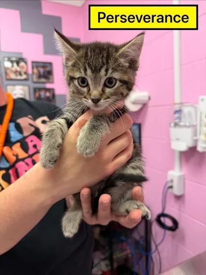 A young small-sized male Domestic Short Hair cat named Perseverance for adoption in Columbus, IN